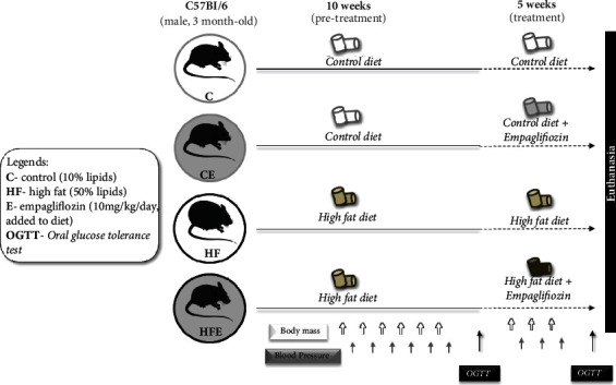 Empagliflozin Alleviates Left Ventricle Hypertrophy in High-Fat-Fed Mice by Modulating Renin Angiotensin Pathway.