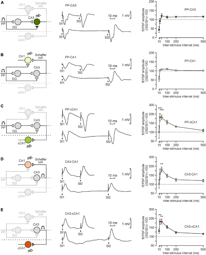 Transsynaptic Long-Term Potentiation in the Hippocampus of Behaving Mice.