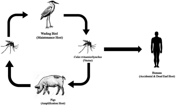 Interventions for the Prevention and Treatment of Japanese Encephalitis.