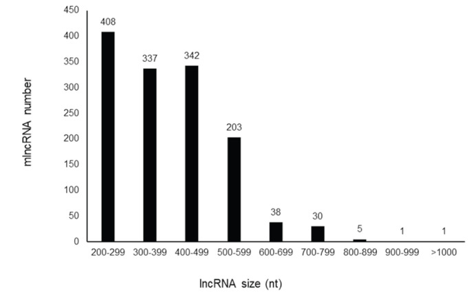 Identification of Long Non-coding RNA Transcripts in <i>Glycyrrhiza uralensis</i>.