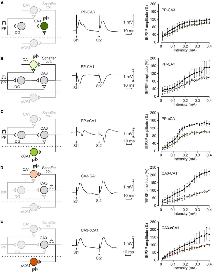 Transsynaptic Long-Term Potentiation in the Hippocampus of Behaving Mice.