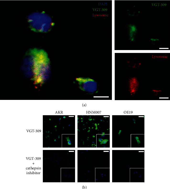 Preclinical Evaluation of an Activity-Based Probe for Intraoperative Imaging of Esophageal Cancer.