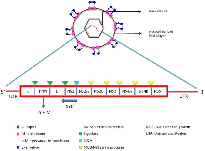 Interventions for the Prevention and Treatment of Japanese Encephalitis.