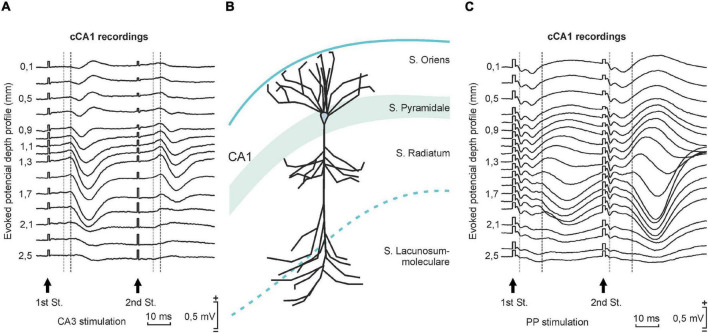 Transsynaptic Long-Term Potentiation in the Hippocampus of Behaving Mice.