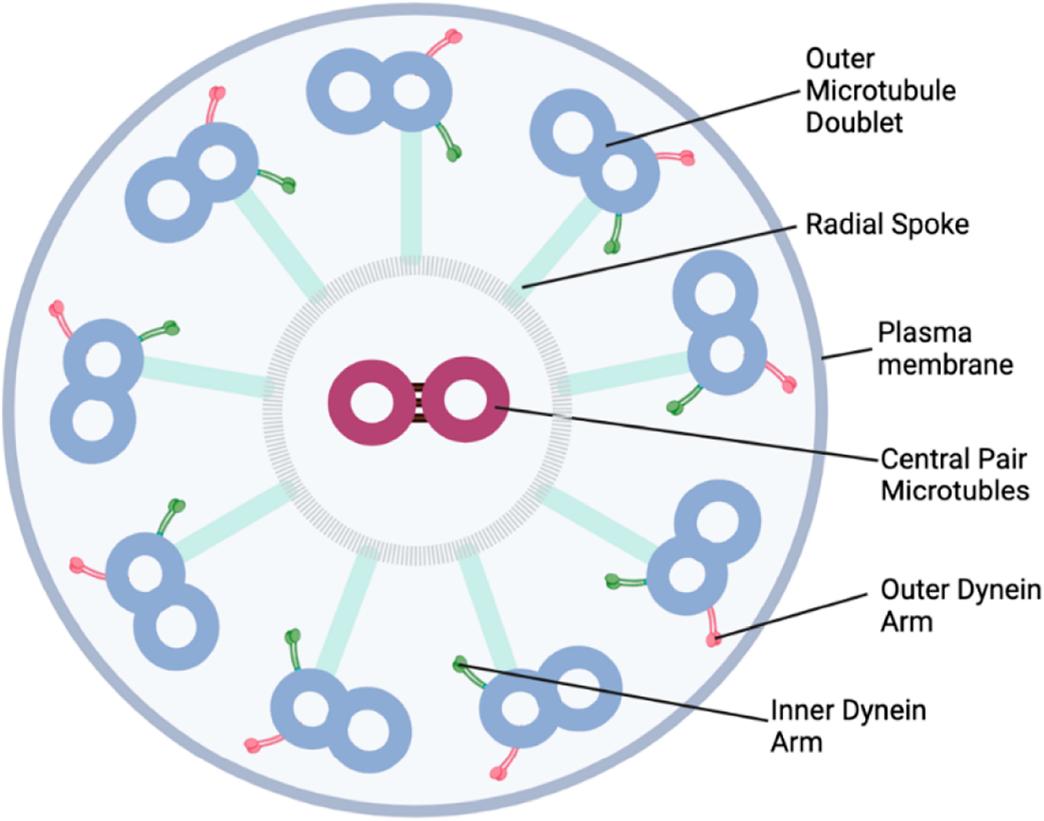 Aging Diminishes Mucociliary Clearance of the Lung.