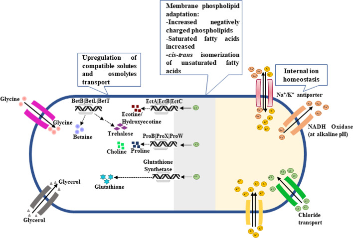 Biotechnological potentials of halophilic microorganisms and their impact on mankind.