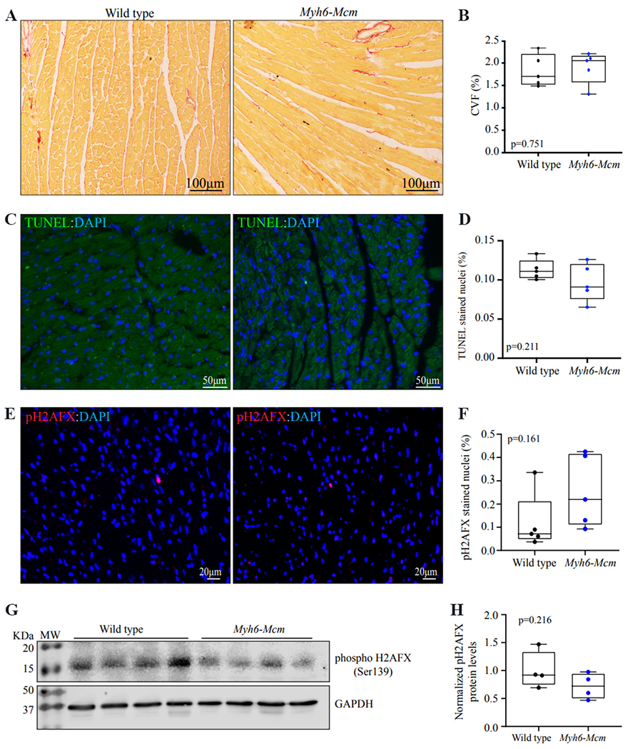 Effects of tamoxifen inducible MerCreMer on gene expression in cardiac myocytes in mice.