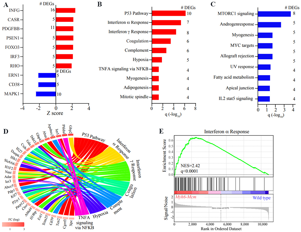 Effects of tamoxifen inducible MerCreMer on gene expression in cardiac myocytes in mice.