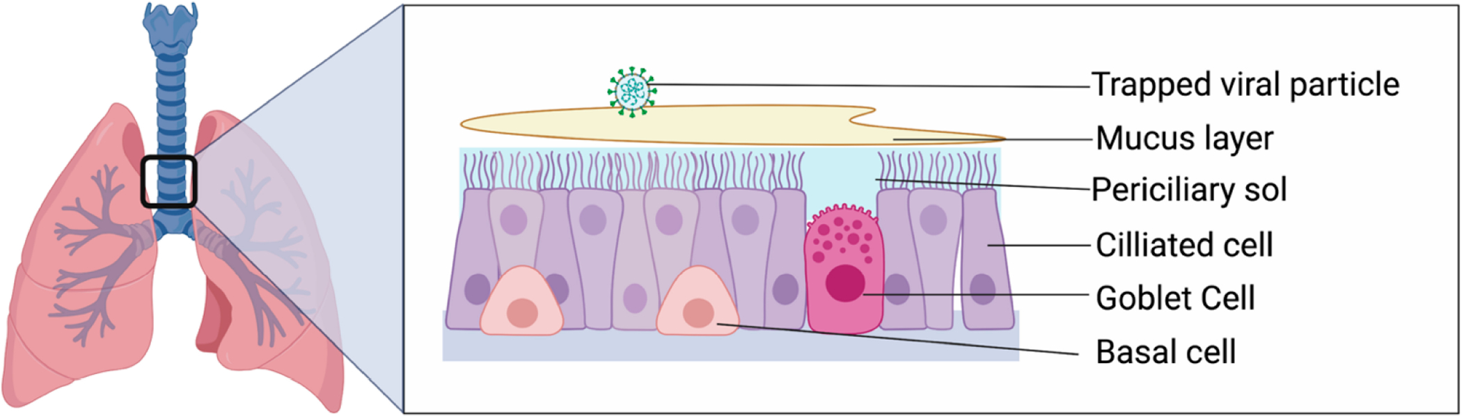 Aging Diminishes Mucociliary Clearance of the Lung.