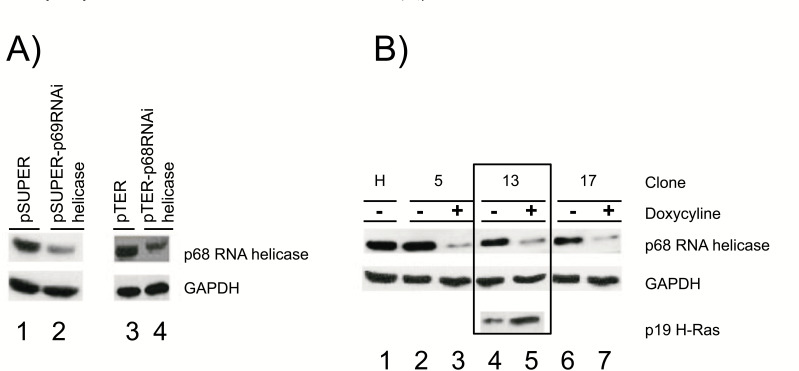 P68 RNA Helicase (DDX5) Required for the Formation of Various Specific and Mature miRNA Active RISC Complexes.