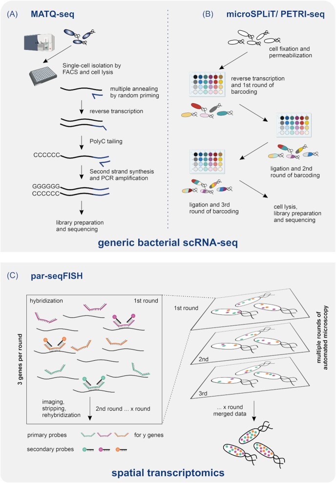 Ushering in a new era of single-cell transcriptomics in bacteria.