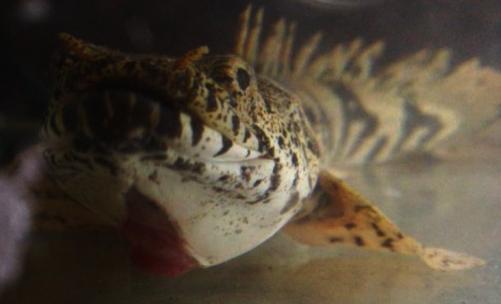 Gular Cutaneous Fibrosarcoma and Anatomophysiological Considerations for Anaesthesia in a Saddled Bichir, <i>Polypterus endlicheri endlicheri</i>.