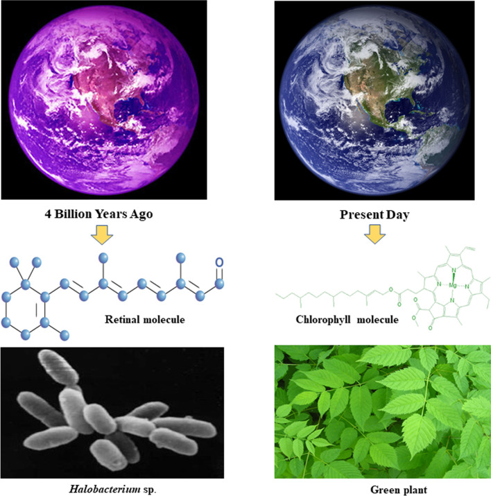 Biotechnological potentials of halophilic microorganisms and their impact on mankind.