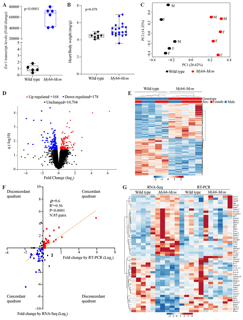 Effects of tamoxifen inducible MerCreMer on gene expression in cardiac myocytes in mice.