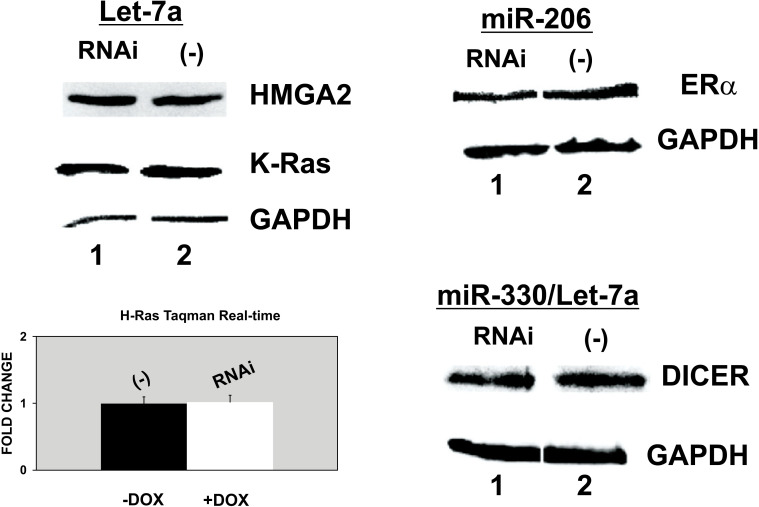 P68 RNA Helicase (DDX5) Required for the Formation of Various Specific and Mature miRNA Active RISC Complexes.