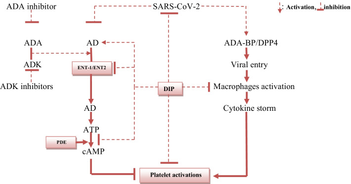 Dipyridamole and adenosinergic pathway in Covid-19: a juice or holy grail.