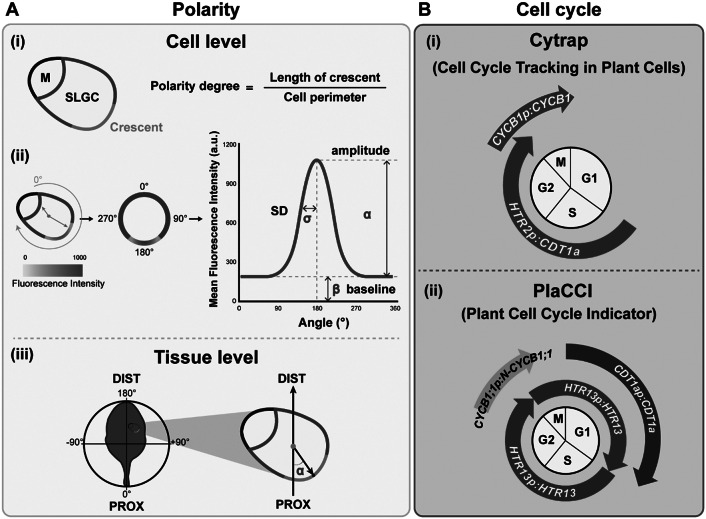 Using quantitative methods to understand leaf epidermal development.