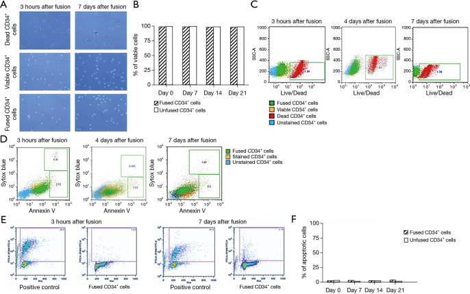 Creation of human hematopoietic chimeric cell (HHCC) line as a novel strategy for tolerance induction in transplantation.