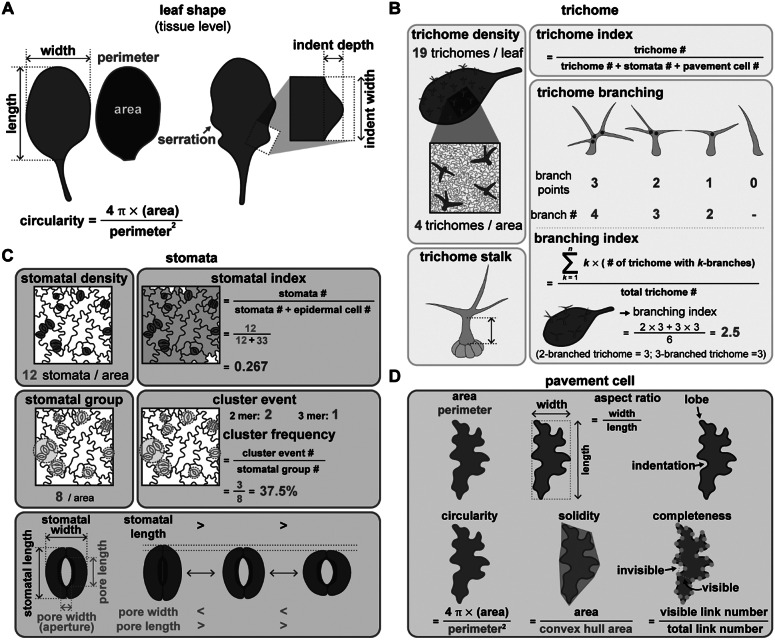 Using quantitative methods to understand leaf epidermal development.