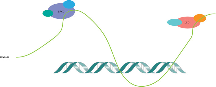 Progress of HOTAIR-microRNA in hepatocellular carcinoma.