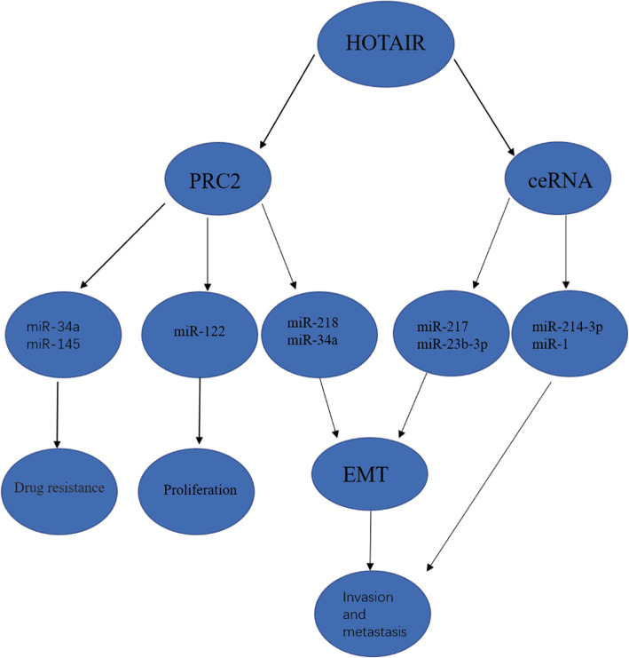 Progress of HOTAIR-microRNA in hepatocellular carcinoma.