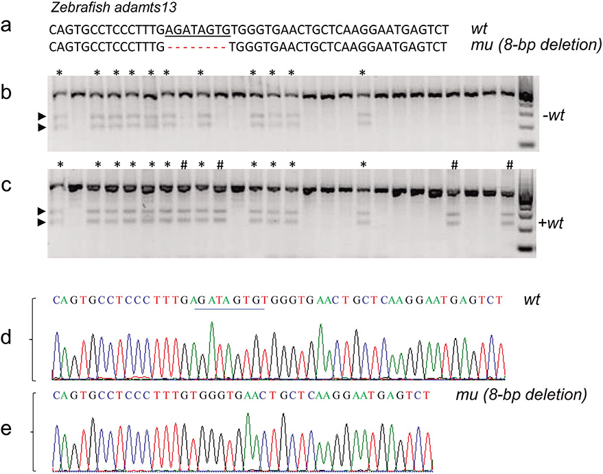 A Simple, Robust, and Cost-effective Method for Genotyping Small-scale Mutations.