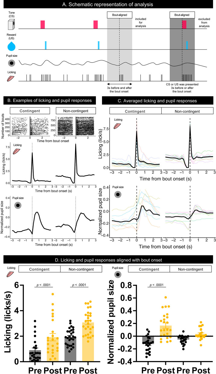 Pupillary dynamics of mice performing a Pavlovian delay conditioning task reflect reward-predictive signals.