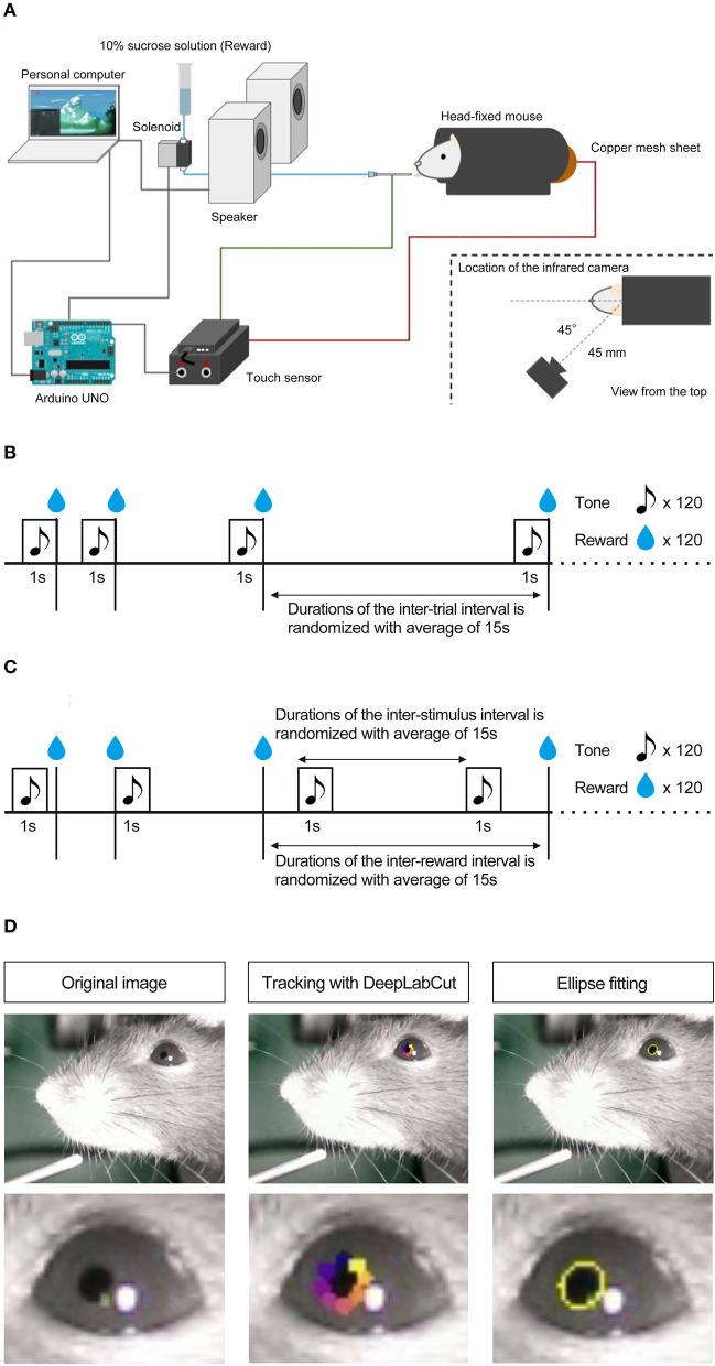 Pupillary dynamics of mice performing a Pavlovian delay conditioning task reflect reward-predictive signals.