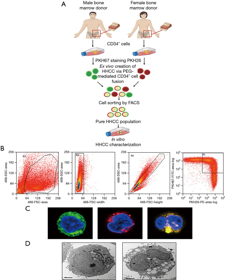 Creation of human hematopoietic chimeric cell (HHCC) line as a novel strategy for tolerance induction in transplantation.