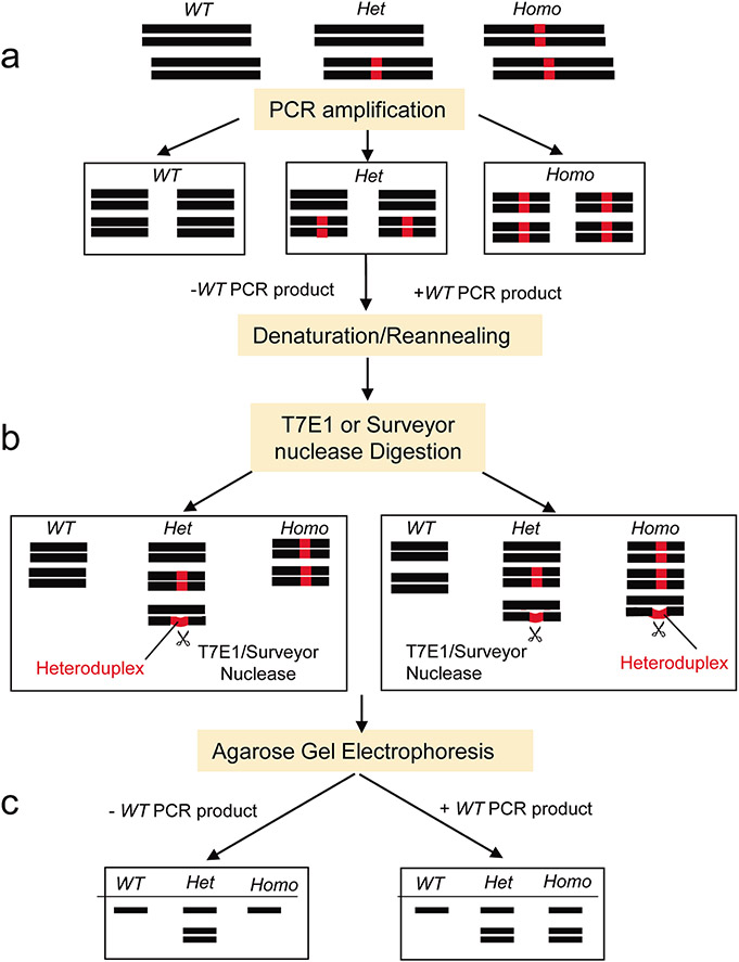 A Simple, Robust, and Cost-effective Method for Genotyping Small-scale Mutations.