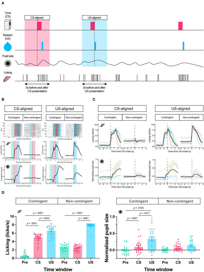 Pupillary dynamics of mice performing a Pavlovian delay conditioning task reflect reward-predictive signals.