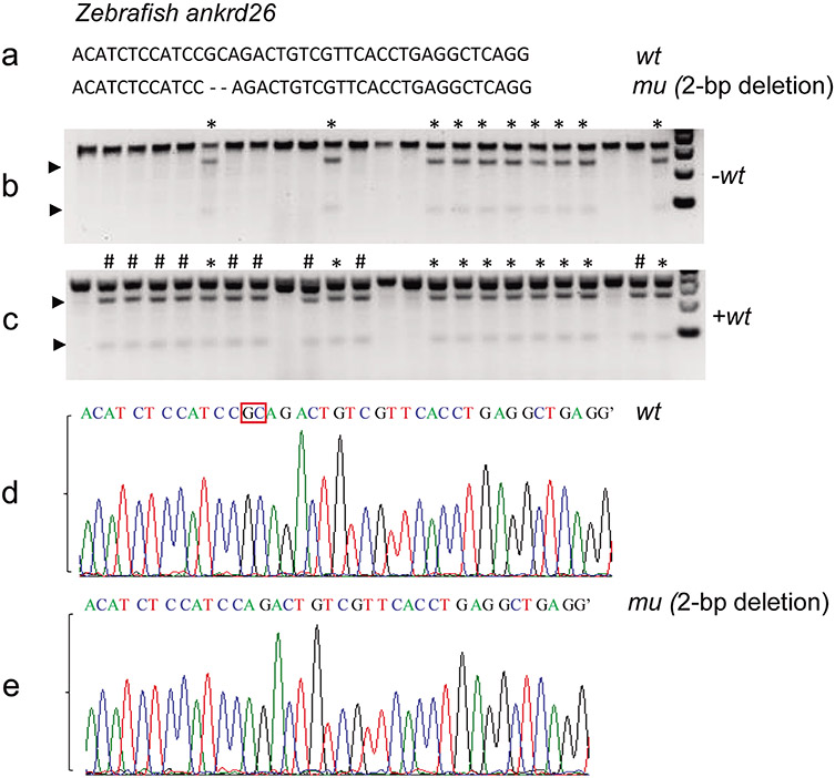 A Simple, Robust, and Cost-effective Method for Genotyping Small-scale Mutations.