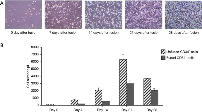 Creation of human hematopoietic chimeric cell (HHCC) line as a novel strategy for tolerance induction in transplantation.