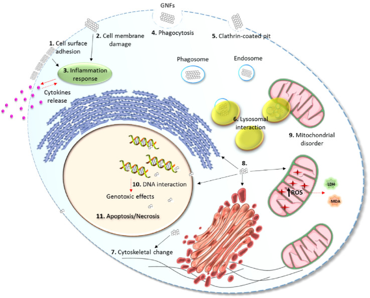 Graphene and its derivatives: understanding the main chemical and medicinal chemistry roles for biomedical applications.