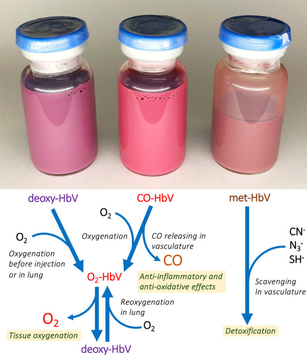 Research of storable and ready-to-use artificial red blood cells (hemoglobin vesicles) for emergency medicine and other clinical applications.