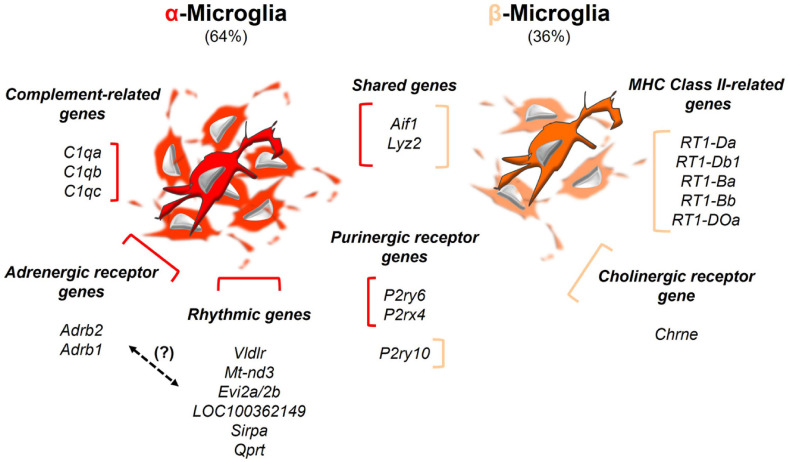 Microglia in Circumventricular Organs: The Pineal Gland Example.