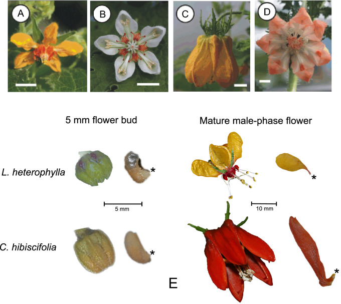 Delayed differentiation of epidermal cells walls can underlie pedomorphosis in plants: the case of pedomorphic petals in the hummingbird-pollinated Caiophora hibiscifolia (Loasaceae, subfam. Loasoideae) species.