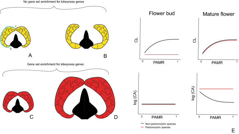 Delayed differentiation of epidermal cells walls can underlie pedomorphosis in plants: the case of pedomorphic petals in the hummingbird-pollinated Caiophora hibiscifolia (Loasaceae, subfam. Loasoideae) species.