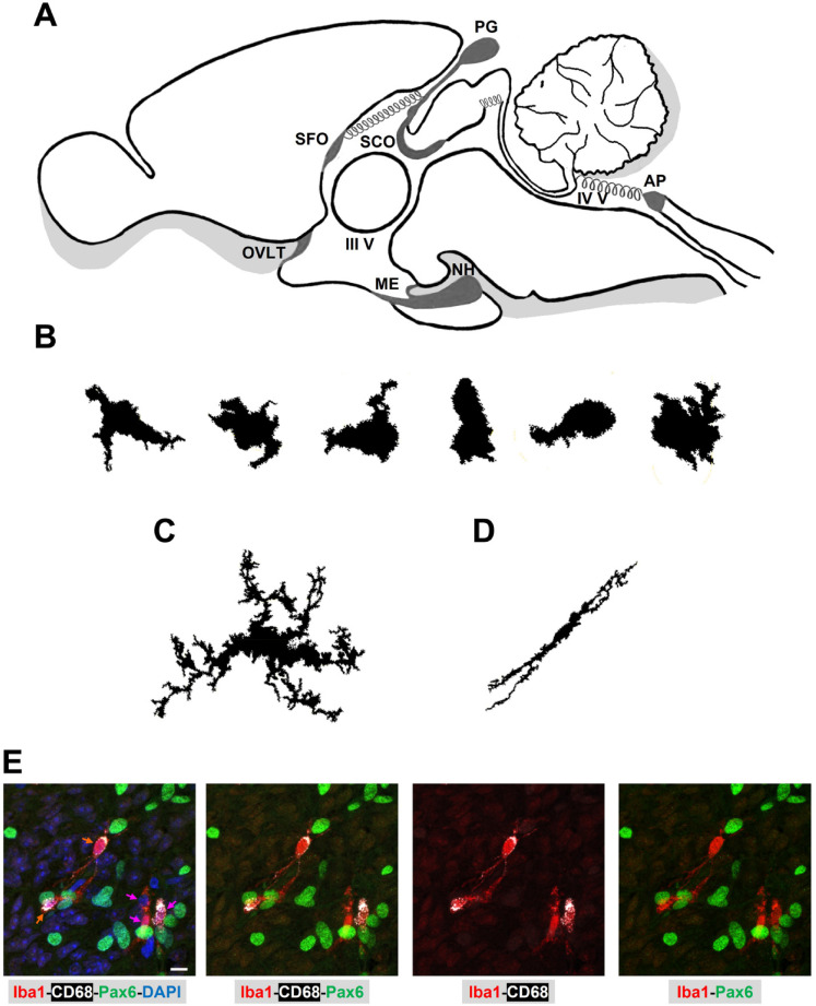 Microglia in Circumventricular Organs: The Pineal Gland Example.