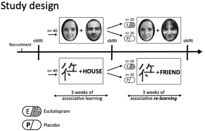 Increased left dorsolateral prefrontal cortex density following escitalopram intake during relearning: a randomized, placebo-controlled trial in healthy humans.