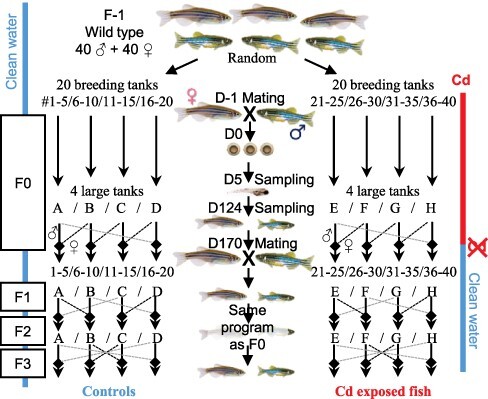 Genetic and epigenetic interplay allows rapid transgenerational adaptation to metal pollution in zebrafish.