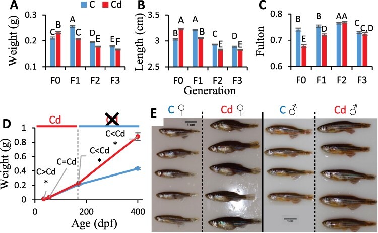 Genetic and epigenetic interplay allows rapid transgenerational adaptation to metal pollution in zebrafish.