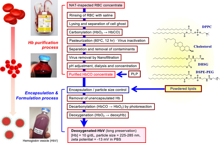 Research of storable and ready-to-use artificial red blood cells (hemoglobin vesicles) for emergency medicine and other clinical applications.