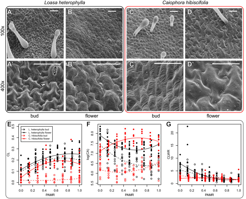 Delayed differentiation of epidermal cells walls can underlie pedomorphosis in plants: the case of pedomorphic petals in the hummingbird-pollinated Caiophora hibiscifolia (Loasaceae, subfam. Loasoideae) species.