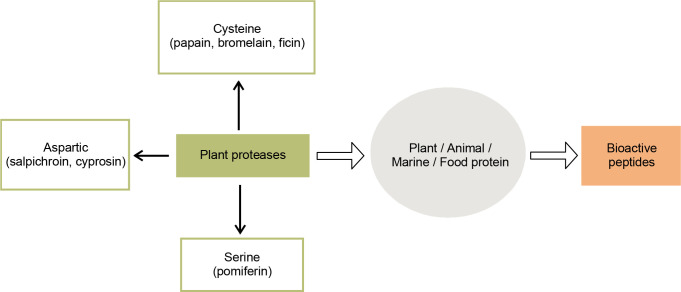 Next-generation nutraceuticals: bioactive peptides from plant proteases.