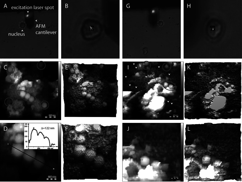 Reconstituted virus-nucleus system reveals mechanics of herpesvirus genome uncoating.