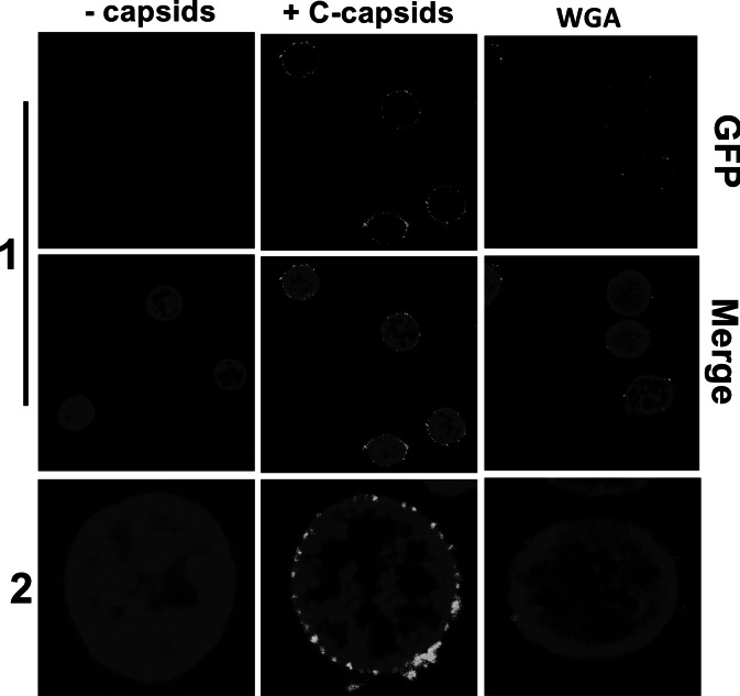 Reconstituted virus-nucleus system reveals mechanics of herpesvirus genome uncoating.