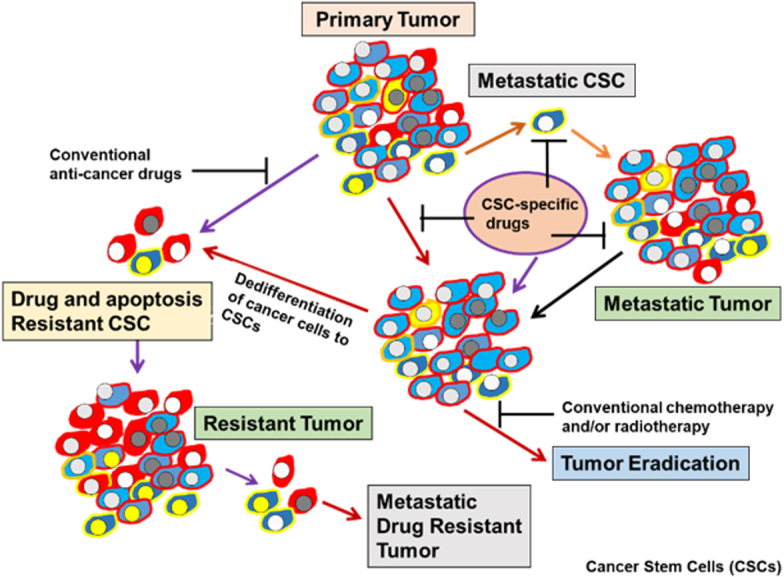 Drug and apoptosis resistance in cancer stem cells: a puzzle with many pieces.