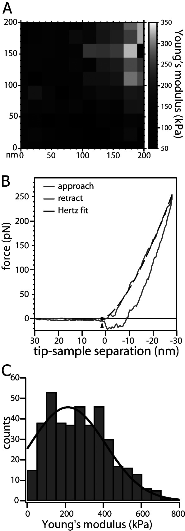 Reconstituted virus-nucleus system reveals mechanics of herpesvirus genome uncoating.