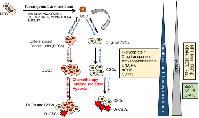 Drug and apoptosis resistance in cancer stem cells: a puzzle with many pieces.